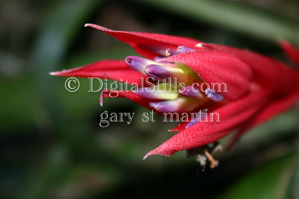 Queen's Tears Red Leaves V3 Digital, Scenery, Flowers