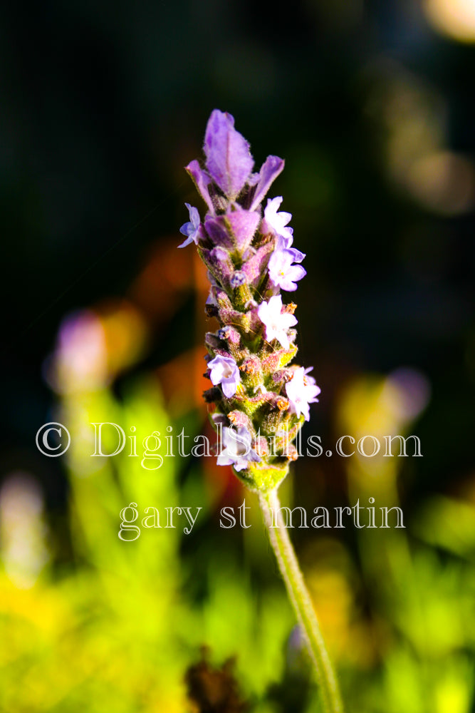 French Lavender V2, Digital, Scenery, Flowers