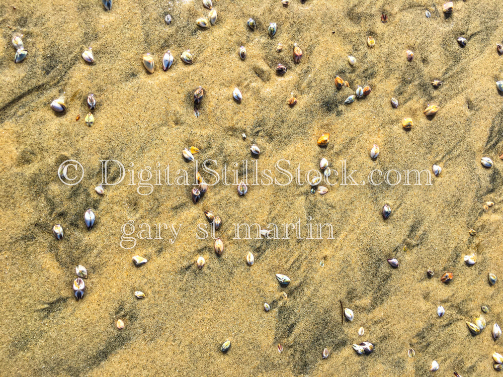 Seashells on the Seashore - Sunset, digital sunset