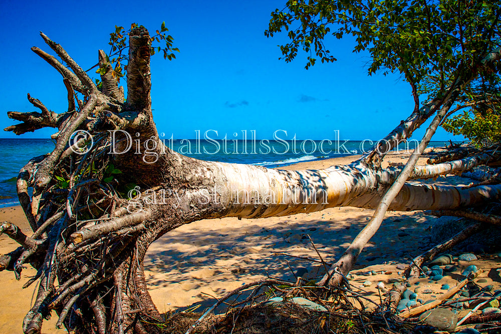 Uprooted on the Shore, digital Grand Marais