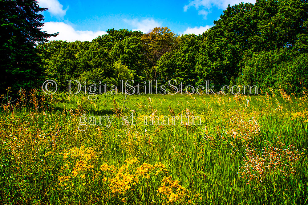 Overgrown field along the treeline, digital Grand Marais