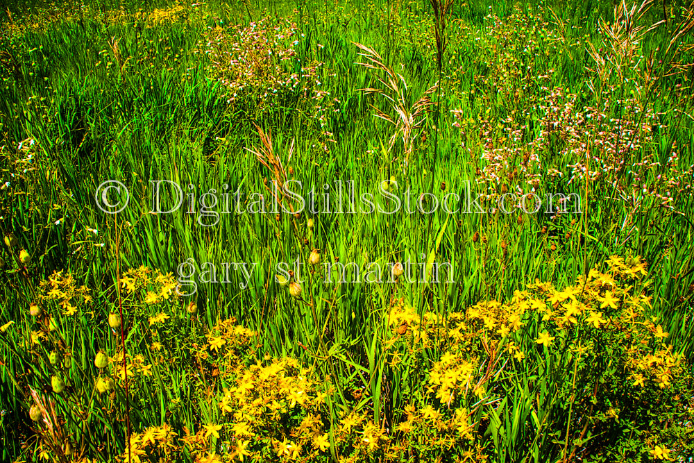 Closeup of St. John's Wort and other weeds, digital Grand MArais