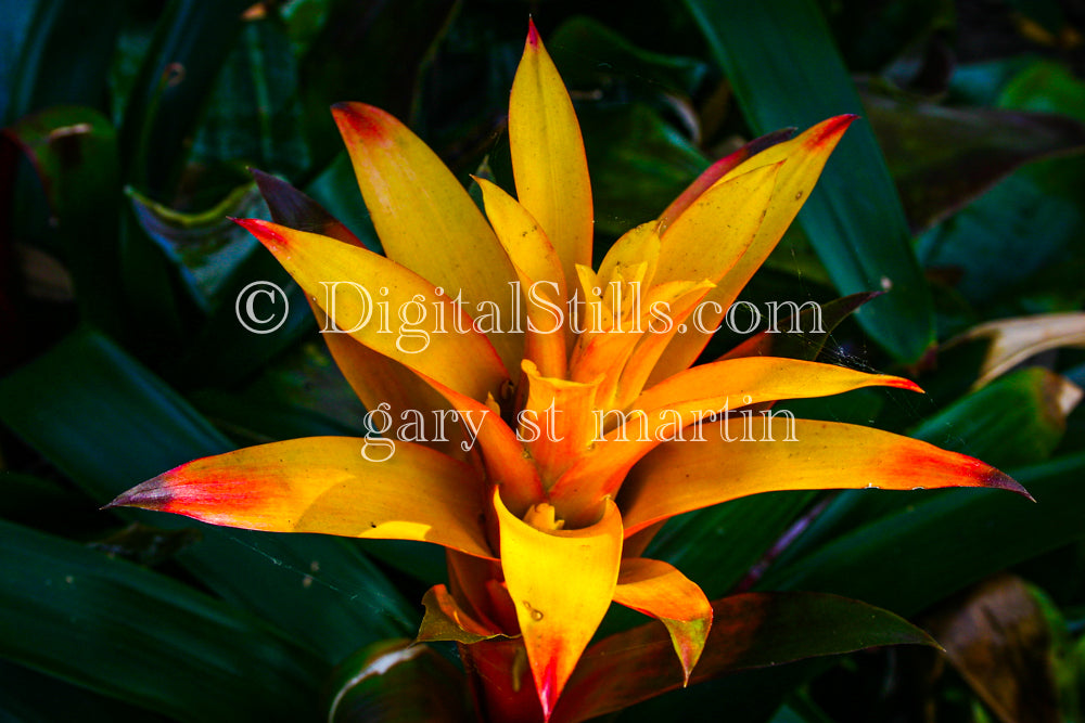 Guzmania Sanguinea, Digital, Scenery, Flowers