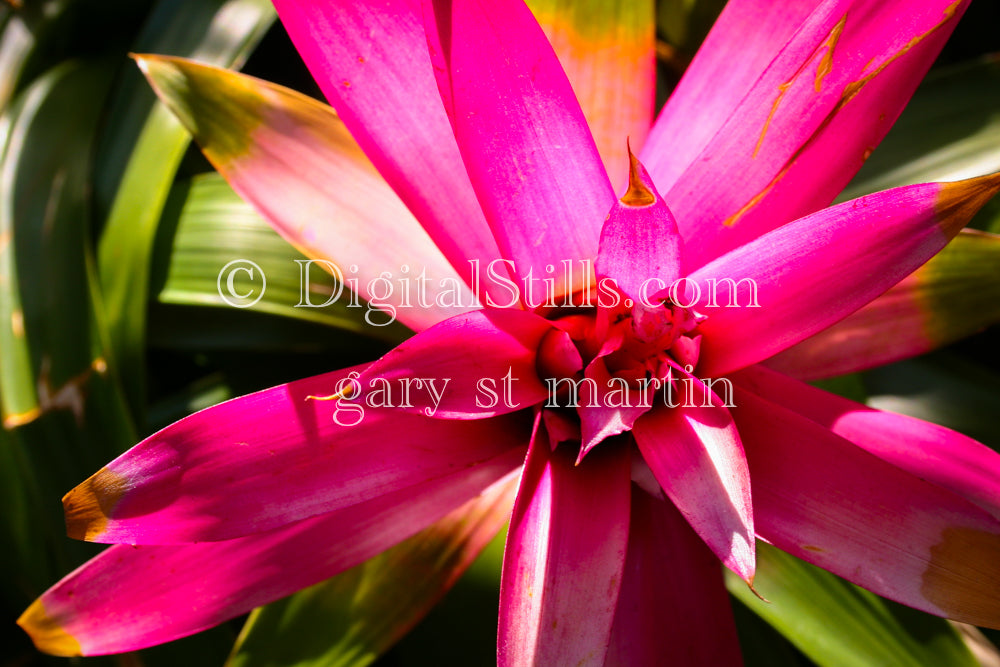 Pink Scarlet Star, Digital, Scenery, Flowers