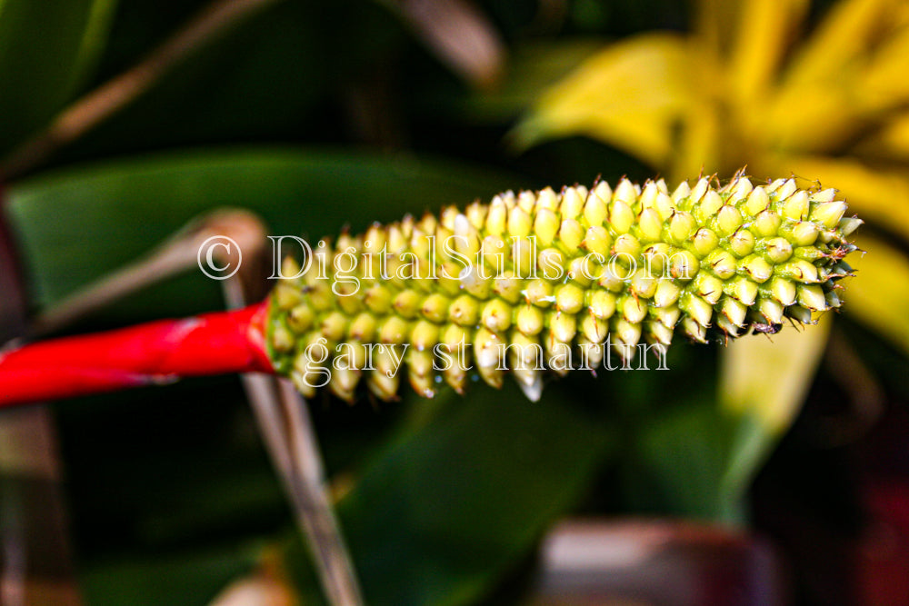 Banana Cactus, Digital, Scenery, Flowers