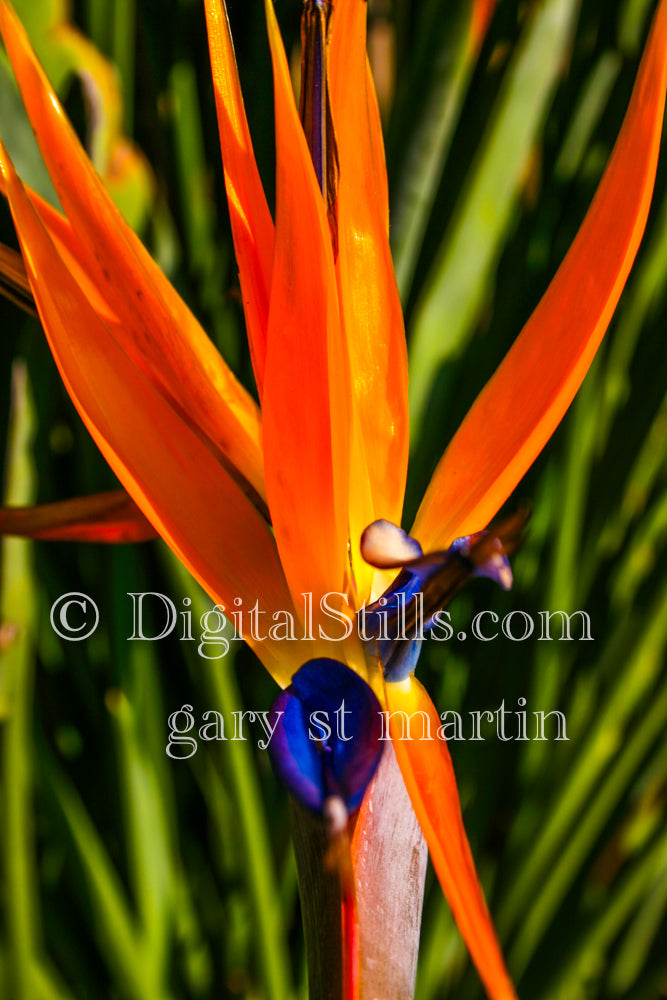 Orange Bird Of Paradise, Digital, Scenery, Flowers