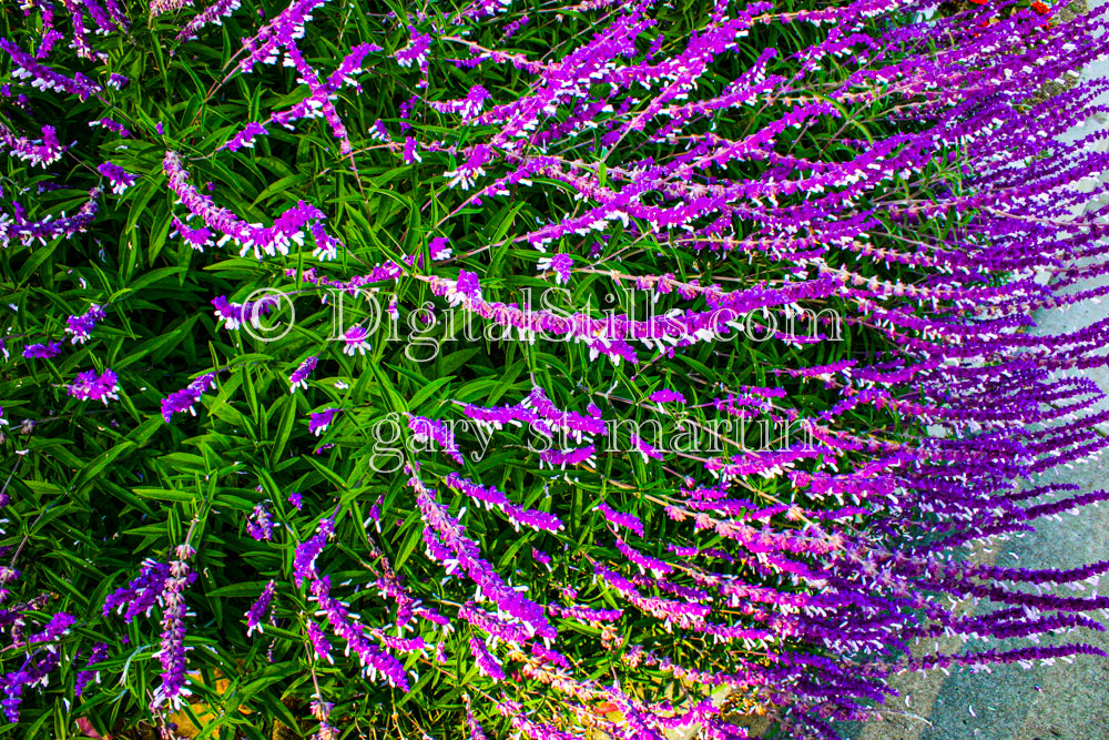 Lavender Bush, Digital, Scenery, Flowers
