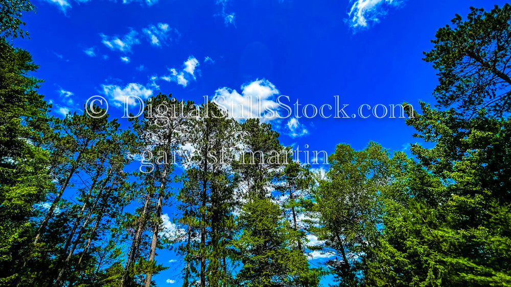 Looking up at the treeline, digital Munising