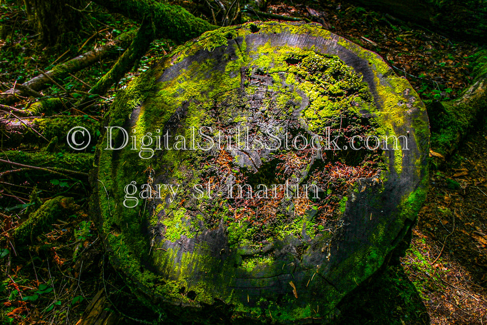 Moss Covered Rock Cougar Hot Springs Oregon