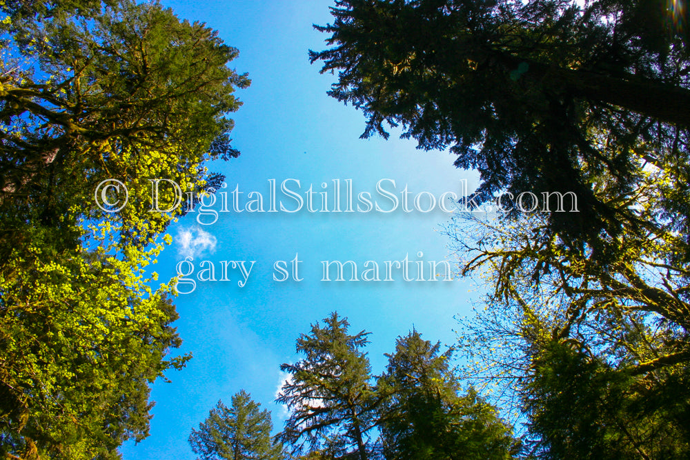 Conifer View to the Sky, Digital, Oregon