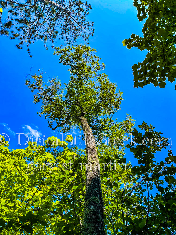Looking up at a tall tree, digital Grand MArais