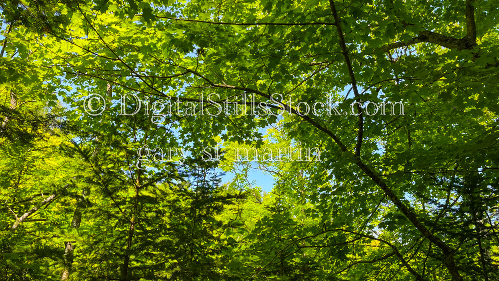 Looking up at the canopy of green leaves, digital Grand mArais