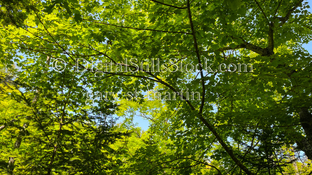 Green leaves filling up the sky, digital Grand Marais