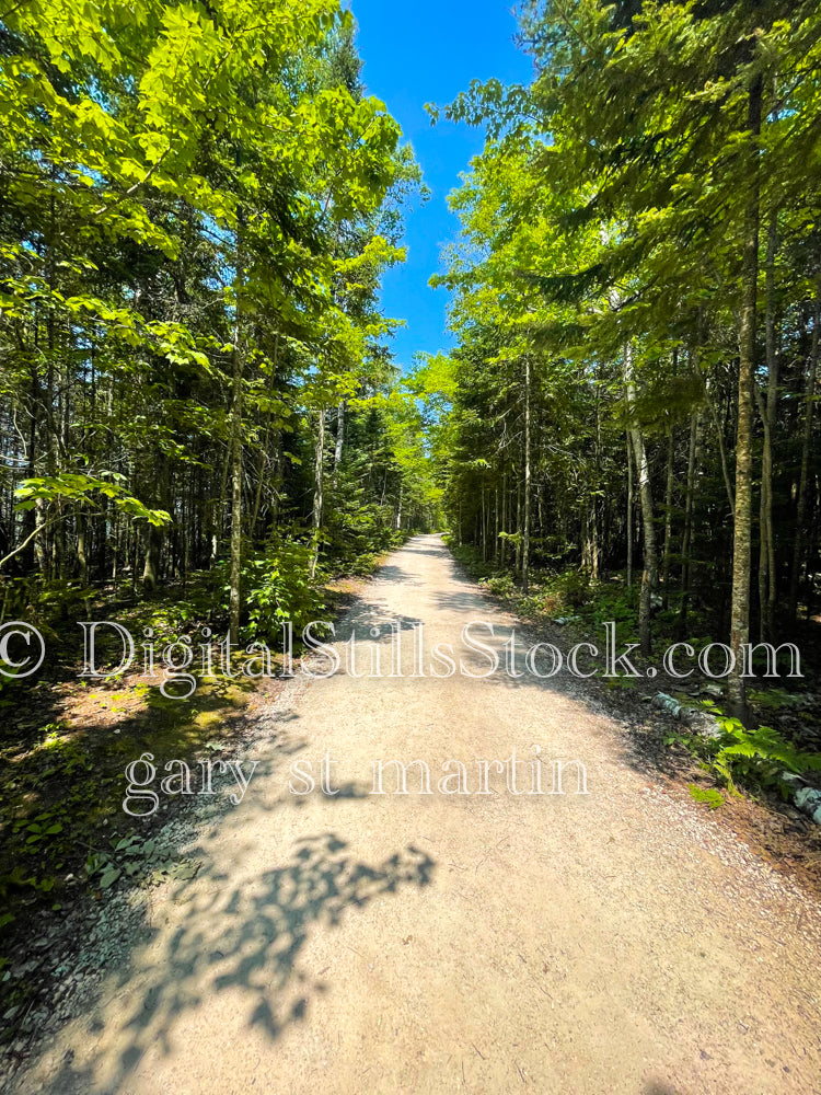 Narrow path lined with tall trees, digital Grand Marais