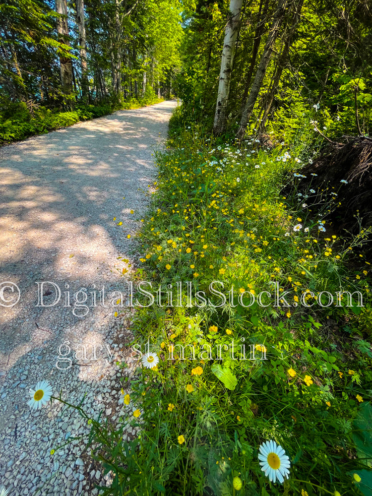 Looking down at the daisies on the path, digital Grand Marais