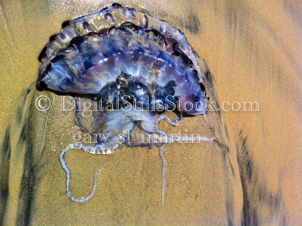 Closeup of a colorful Jellyfish - Sunset, digital sunset