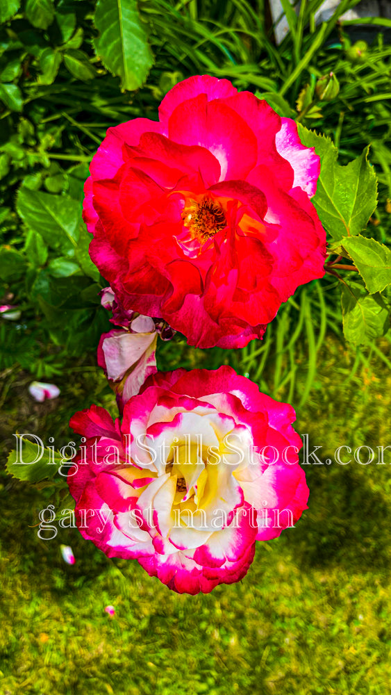 Up close with two blooming roses, digital Grand Marais