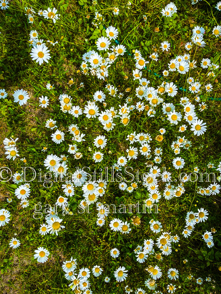 A Bunch of Daisies, digital grand marais