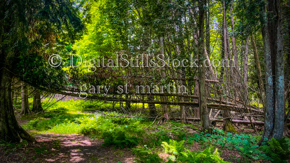 Fallen tree in the forest, digital Grand Marais