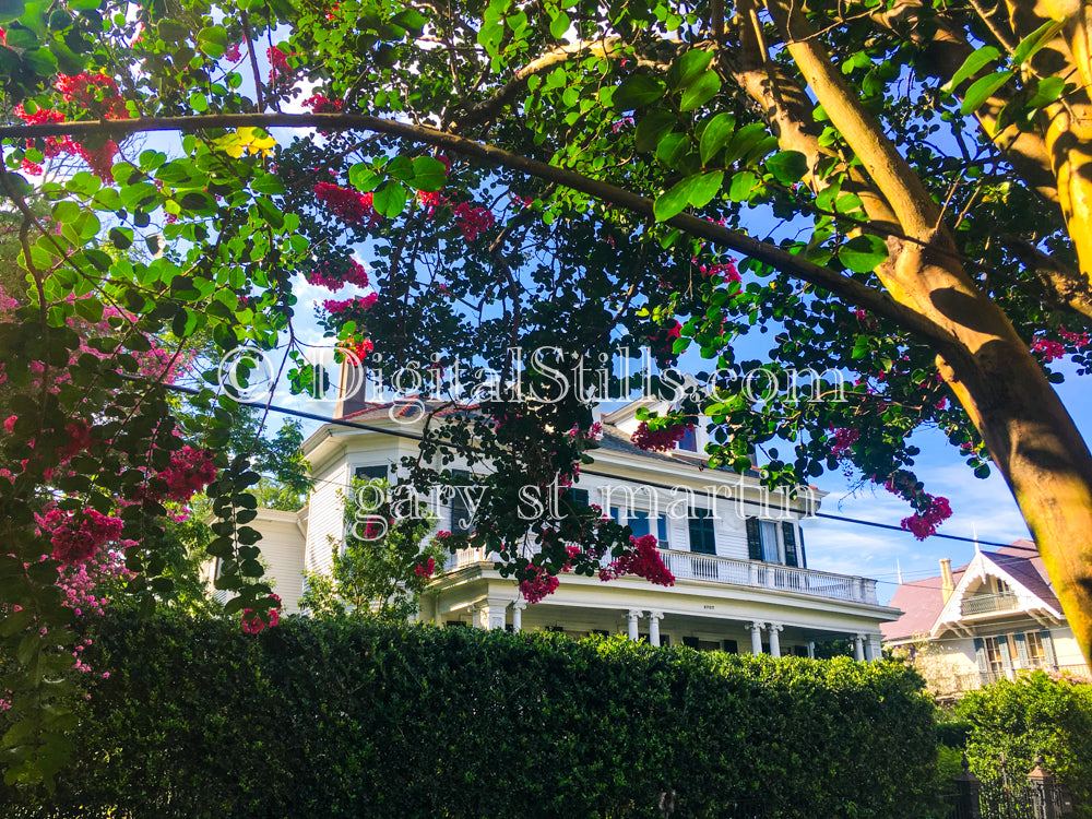 Crape Myrtle, New Orleans, Digital