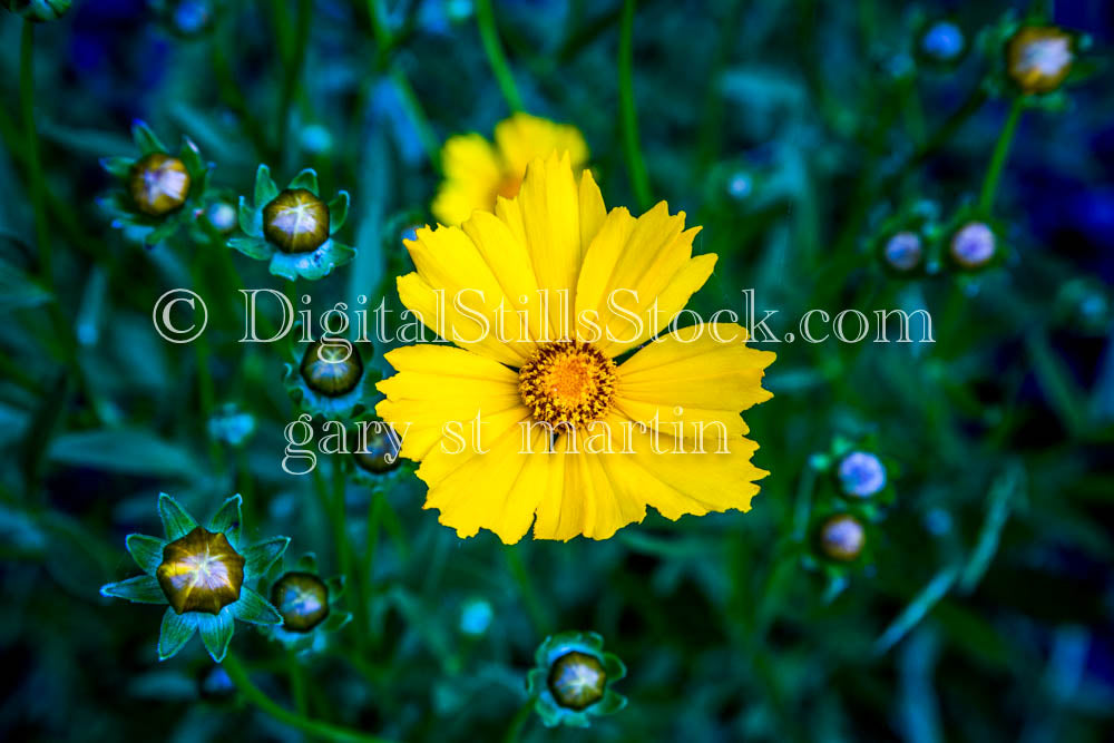 Lance Leaf Coreopis in Oregon