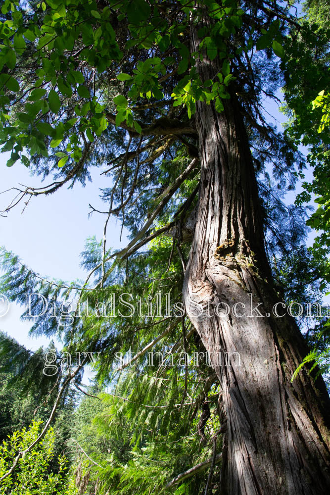 Oregon Tree Worms Eye View