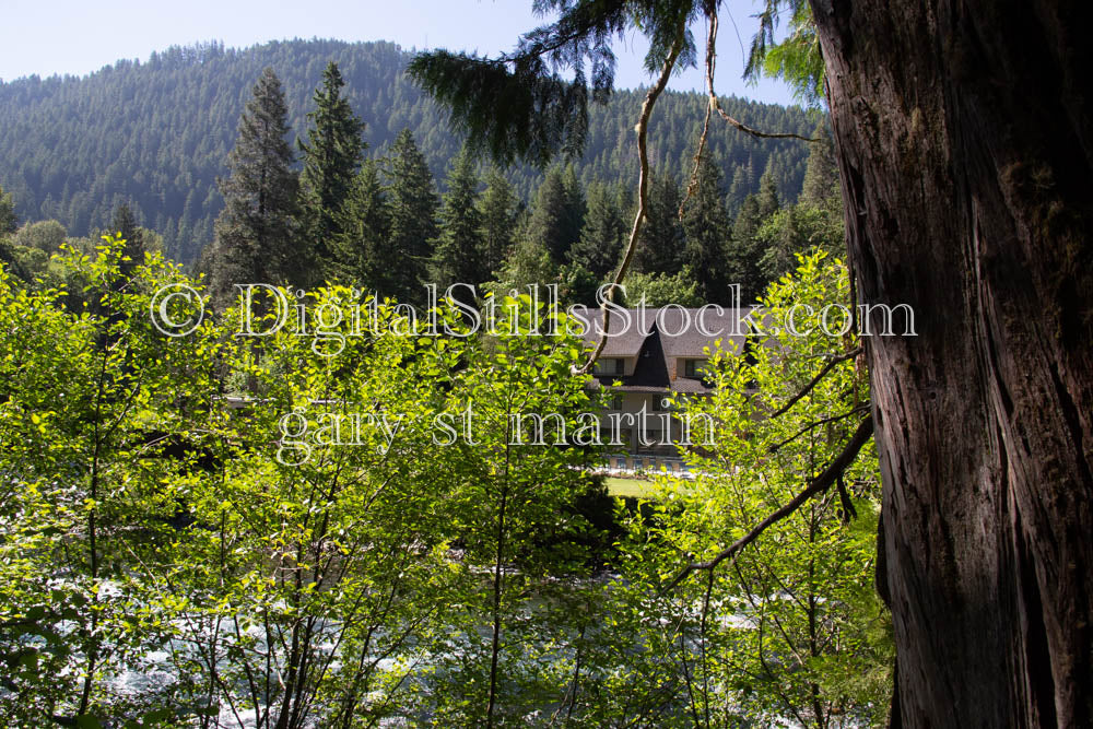 Oregon Through the Branches Belknap Oregan