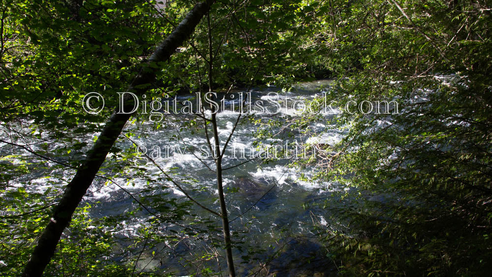 Oregon Tree Monkey Eye View