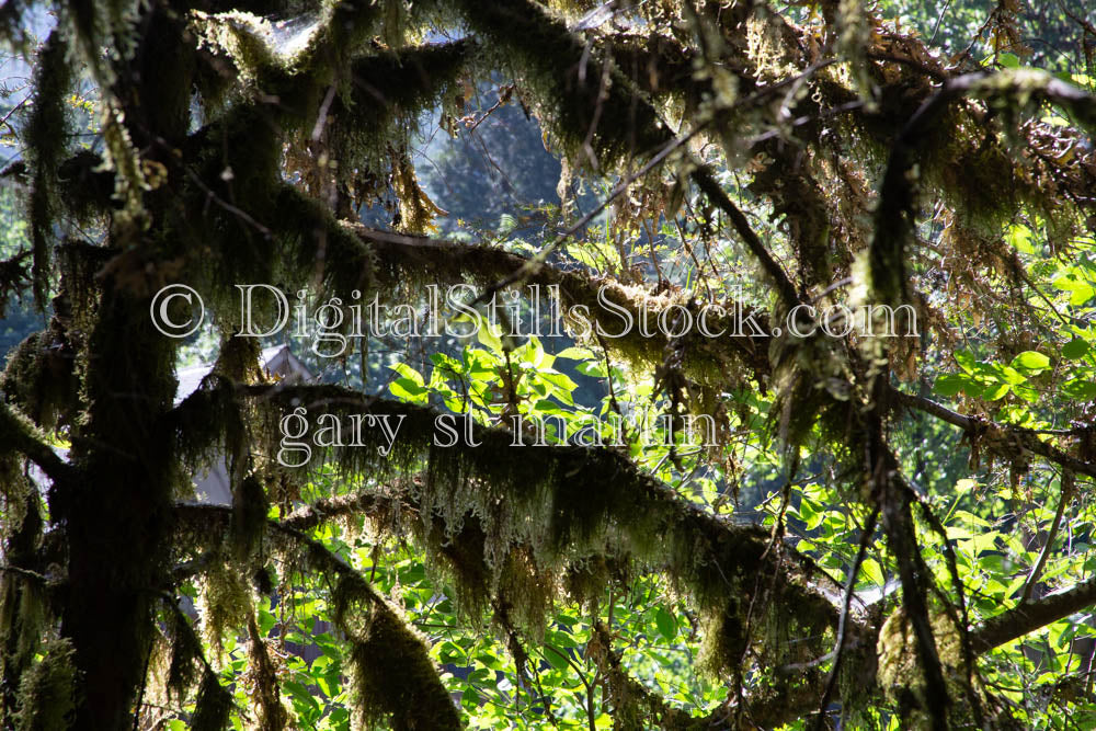 Oregon River Side Spanish Moss