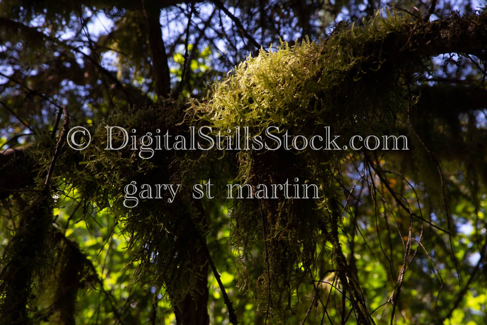 Oregon Riverside Spanish Moss Upclose