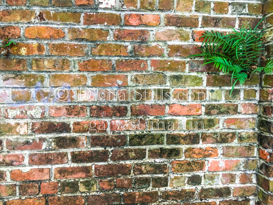 Red Brick Wall with Moss, New Orleans, Digital