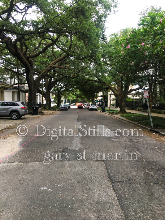 Tree Lined Street, New Orleans, Digital