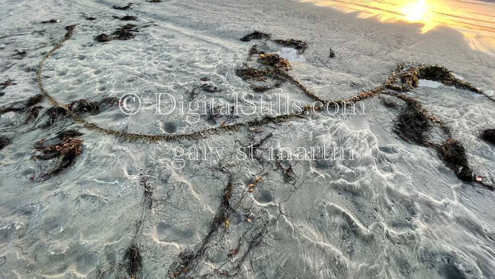Up close and personal with kelp, digital sunset
