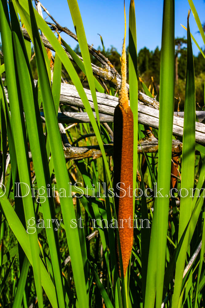 Cattail Up Close Oregon