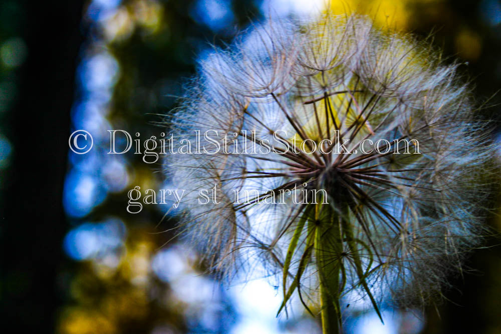 White Dandelion Oregon