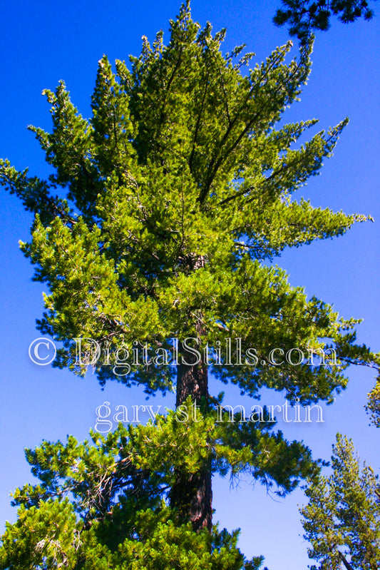 Western white pine, Lassen, CA, Digital, California, Lassen