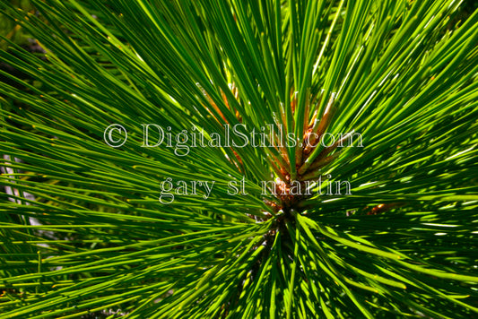 pine tree Pines, Lassen Volcanic National Park, CA, Digital, California, Lassen