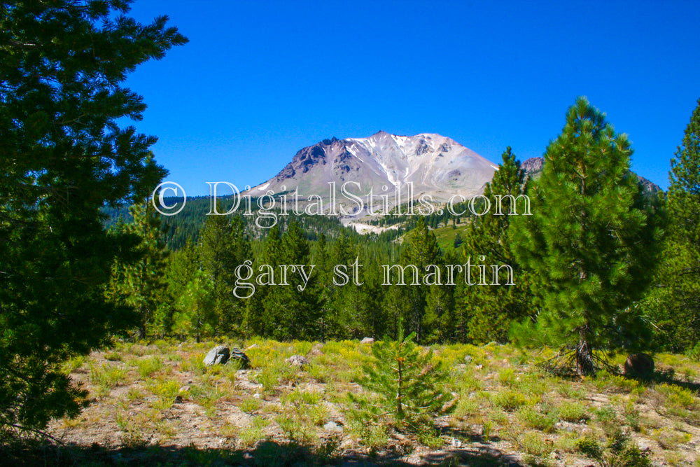 Pine Trees & Lassen Volcanic National Park, CA V2, Digital, California, Lassen