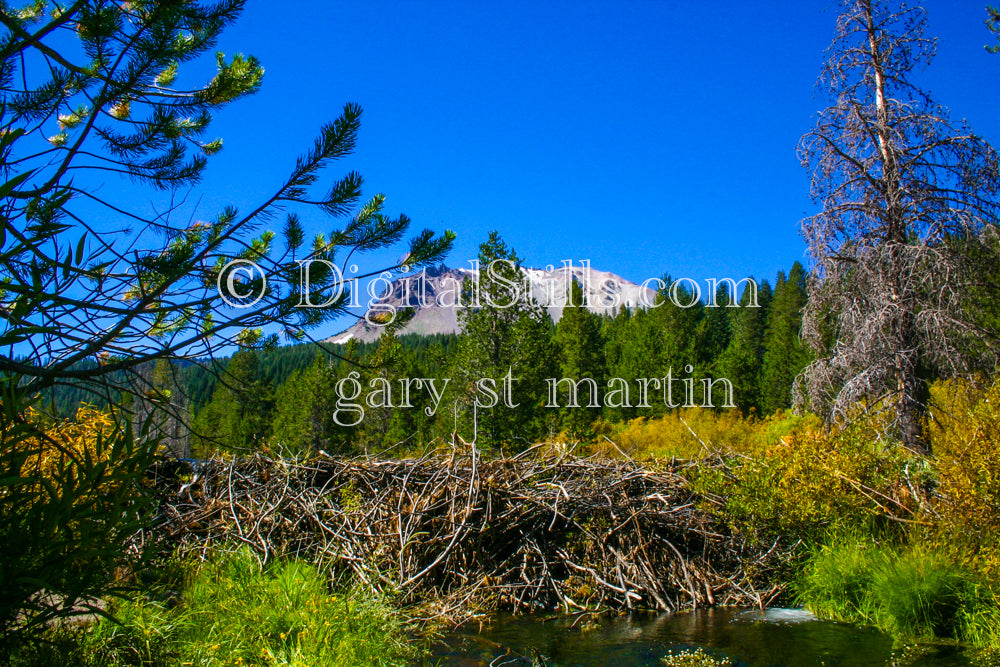 Beautiful Beaver Dam In Lassen Volcanic National Park, CA, Digital, California, Lassen