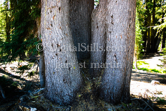 Tree Trunks Volcanic National Park, CA, Digital, California, Lassen