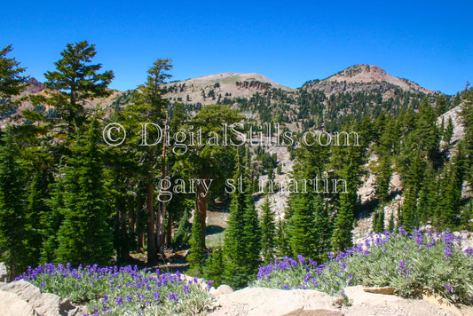 Pine Trees & Purple Flowers Lassen Volcanic National Park, CADigital, California, Lassen