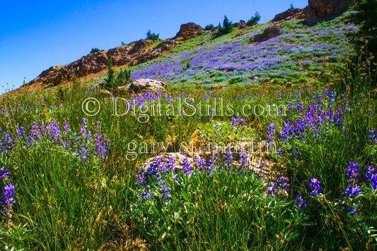 Purple Flowers Of Lassen Volcanic National Park, CA Digital, California, Lassen