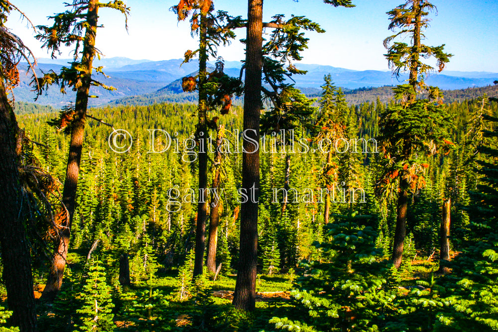 Sun Setting In The Woods Lassen Volcanic National Park, CADigital, California, LassenDigital, California, Lassen
