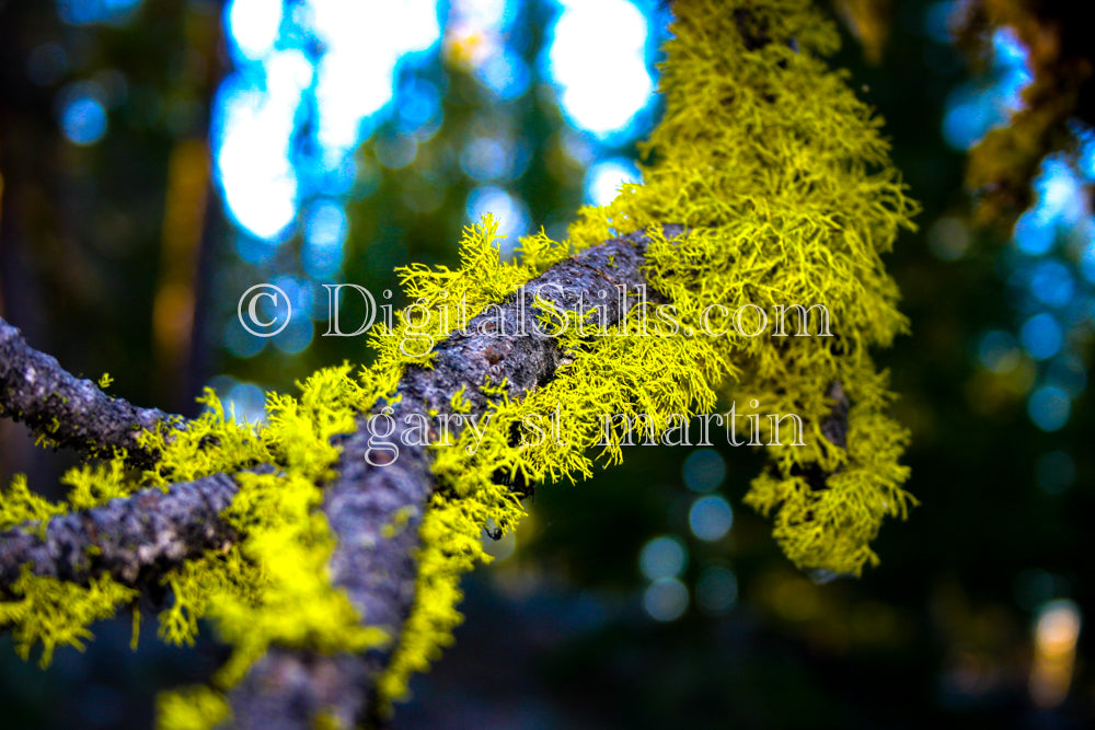 Growing Moss, Lassen Volcanic National Park, CA Digital, California, Lassen