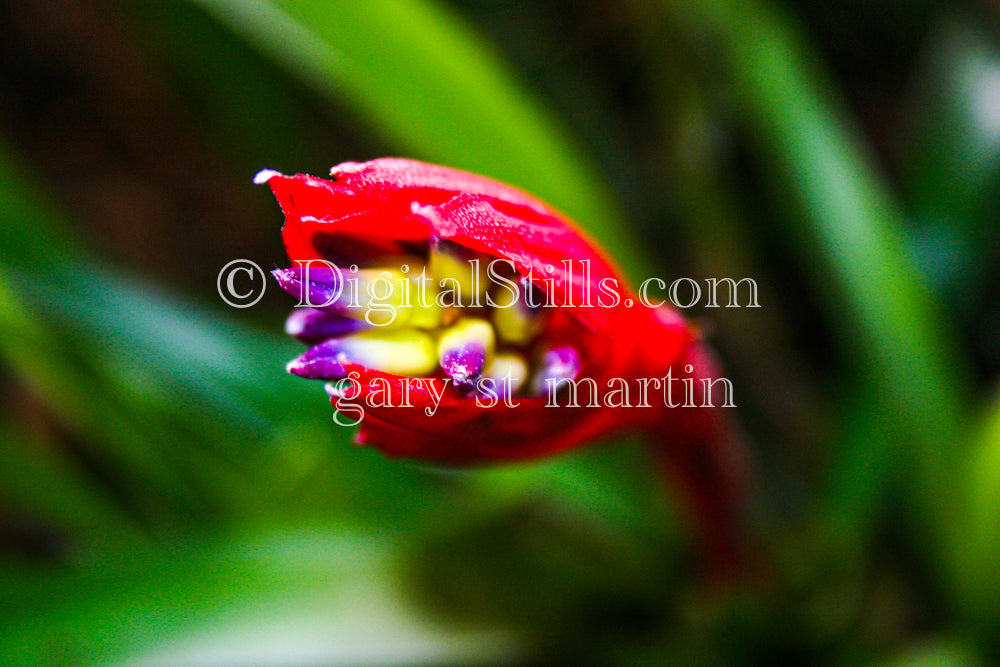 Billbergia Plant with Red Leaves V2, Digital, Scenery, Flowers