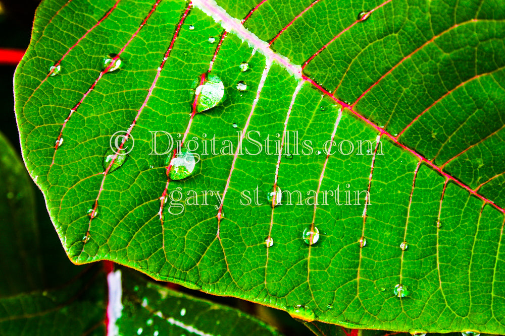 Aspen Leaf with Water Droplets, Digital, Scenery, Flowers
