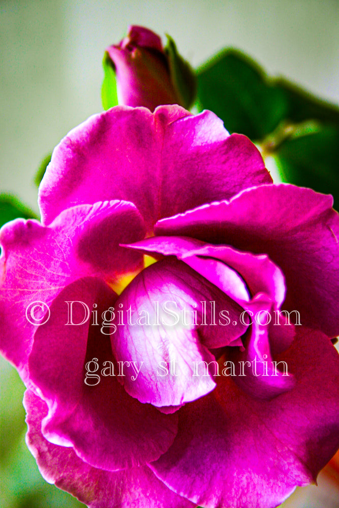 Magenta Rose, Digital, Scenery, Flowers