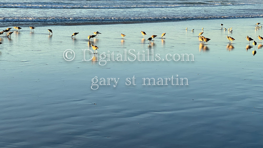 Birds Finding Peace by the Ocean, digital sunset