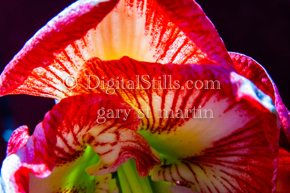 Hippeastrum View from Underneath, Digital, Scenery, Flowers