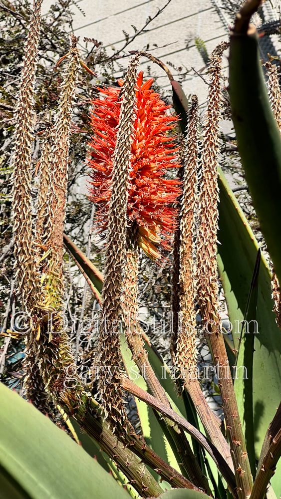 Krantz Aloe V2, Digital, Scenery, Flowers